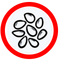 Sesamo